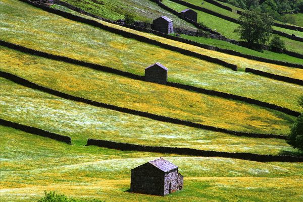 Barns and walls in The Yorkshire National Park, Swaledale, during the 2001 foot and mouth outbreak. Shot from the road as the countryside was out of bounds too walkers. Photo by John Robertson.